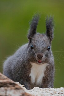 可爱灰松鼠张嘴望镜头