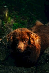 棕色小狗趴于绿植间