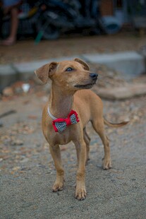 戴领结的可爱棕色小狗