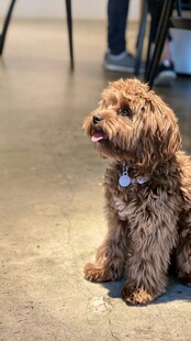 可爱棕色小狗坐于地面