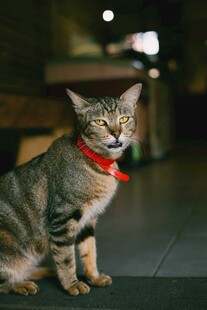 戴红项圈的可爱猫咪