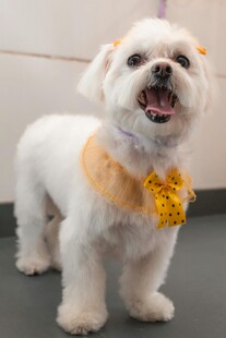 戴领结的可爱小白狗