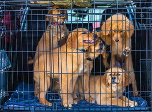 笼中可爱幼犬