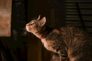 仰头猫咪的可爱瞬间
