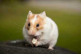 可爱仓鼠进食瞬间