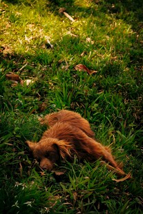 阳光下酣睡的橘色猫咪