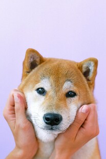 双手逗趣按压柴犬脸颊