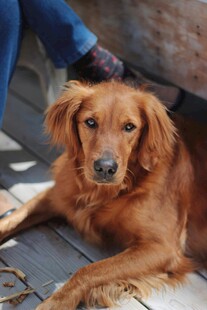 抚摸金毛犬的温馨瞬间