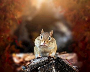 可爱花栗鼠立于木上