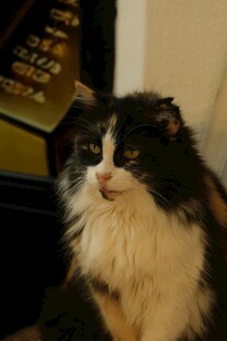 黑白长毛猫安静端坐