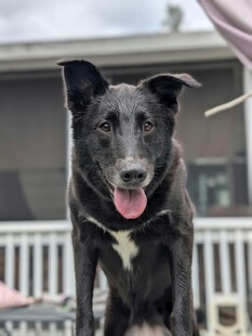 可爱黑犬吐舌开心模样