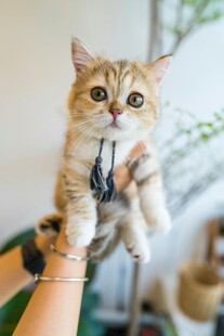 可爱小猫被人温柔托起