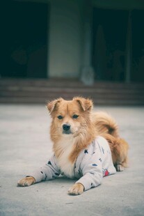 穿着衣服趴地的可爱小狗