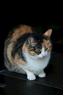 三色猫咪蹲坐