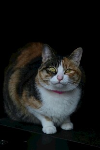 三色猫咪可爱端坐