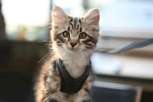 可爱小猫穿戴帅气小装备