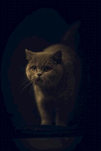 黑暗中行走的橘色猫咪