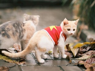 穿红衣小猫与伙伴在落叶中