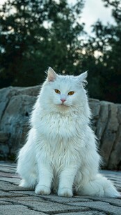 优雅白毛猫静坐在户外