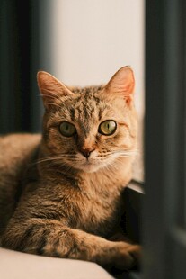 慵懒猫咪惬意躺卧