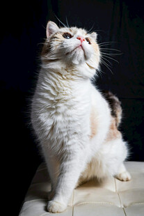 可爱猫咪抬头望向上方