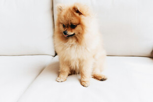 可爱博美犬端坐沙发