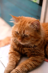 橘猫慵懒趴卧