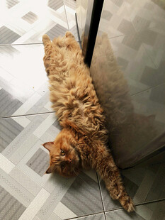 慵懒猫咪惬意伸展
