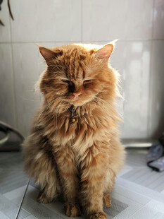 慵懒长毛猫安静坐着