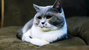 慵懒猫咪惬意躺沙发