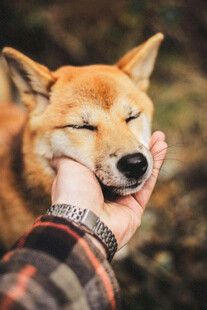 手托闭眼柴犬超治愈