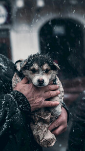雪中被捧抱的可爱小狗
