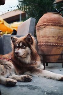 阿拉斯加犬悠闲趴地休憩