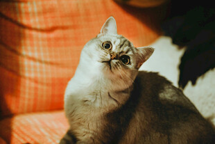 沙发上的可爱猫咪