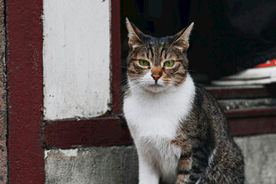 窗边的花猫