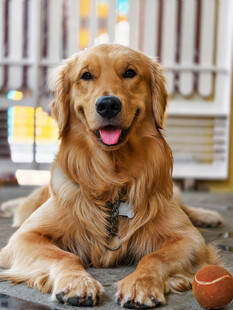 可爱金毛犬惬意趴卧