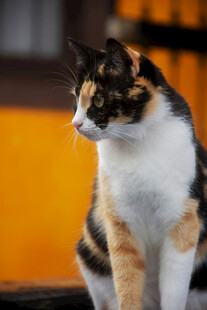 三色猫咪侧坐凝视