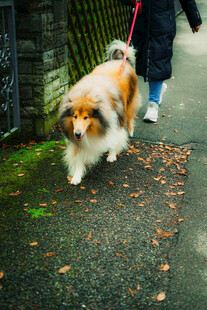 遛狗途中的可爱长毛犬