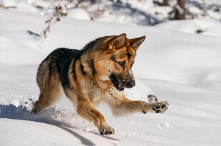 雪地中奔跑的德国牧羊犬