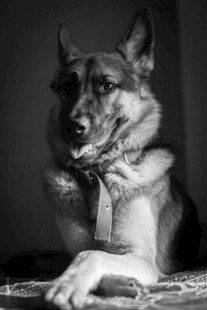 帅气德国牧羊犬优雅姿态