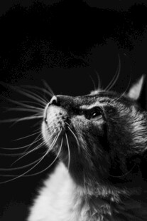 仰头猫咪特写
