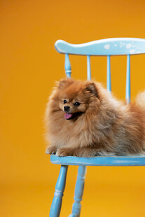 蓝椅上的博美犬