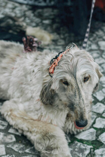趴着的长毛猎犬