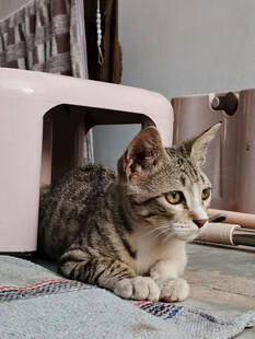 猫咪惬意趴卧在小窝旁