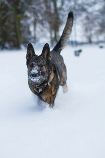雪地中奔跑的德国牧羊犬
