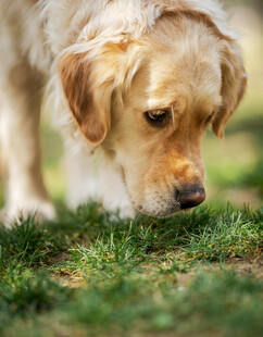 金毛犬嗅闻绿色草地
