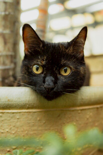 黑猫探头好奇望