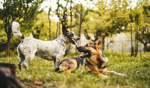 两犬草地嬉戏瞬间