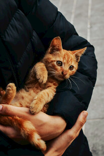怀中橘猫