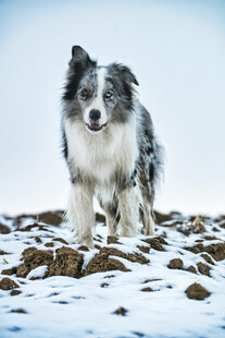 雪地中的边牧犬